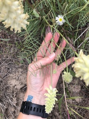 Astragalus oocalycis