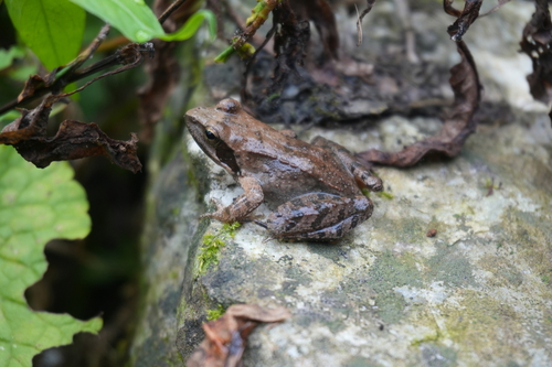 Chinese Brown Frog