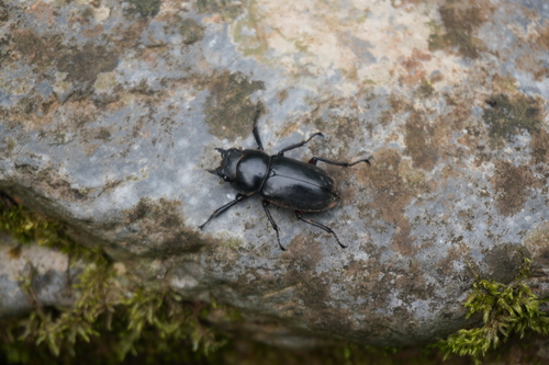 Dorcus rubrofemoratus chenpengi