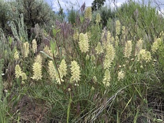 Astragalus oocalycis