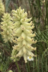 Astragalus oocalycis