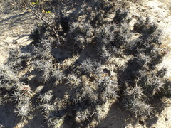 Corynopuntia invicta