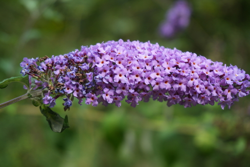 Butterfly bush
