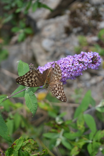 Silver-washed Fritillary