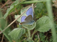 Cyaniris semiargus helena