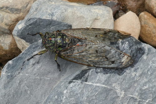 Robust Cicada