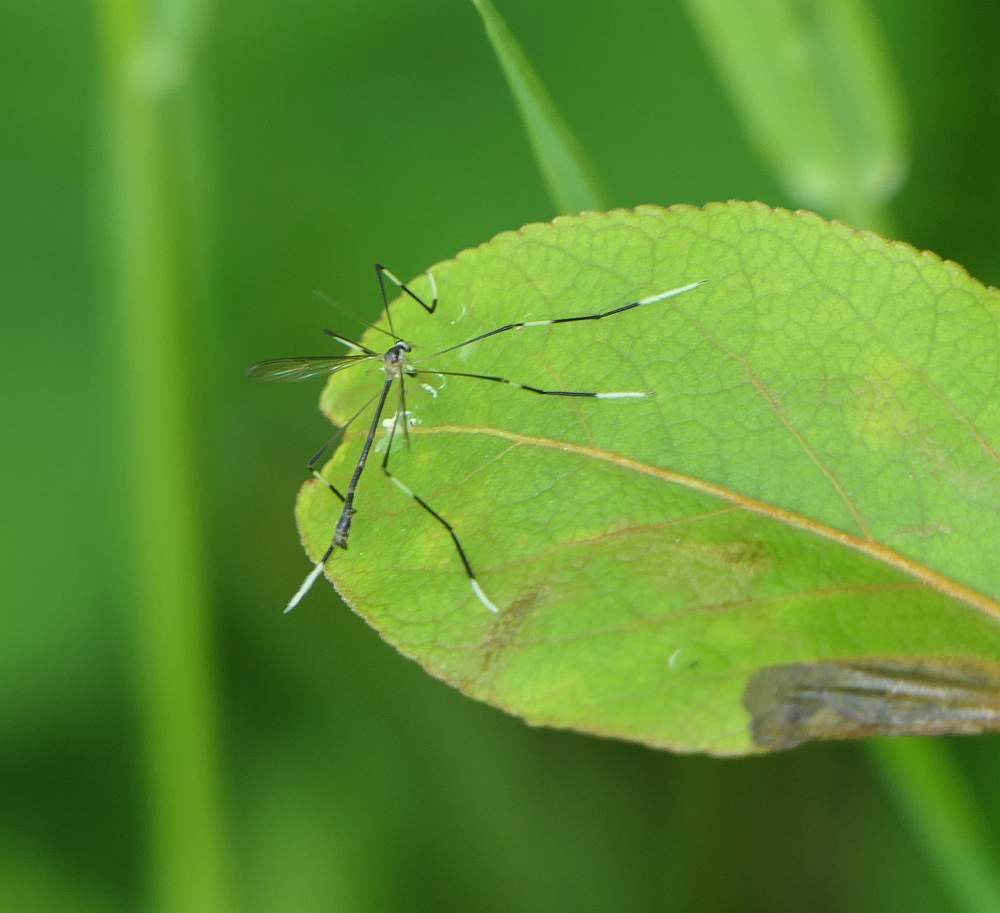 Pygmy Phantom Crane Fly