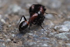 Camponotus obscuripes