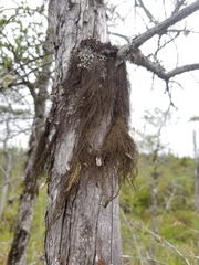 Bryoria trichodes trichodes