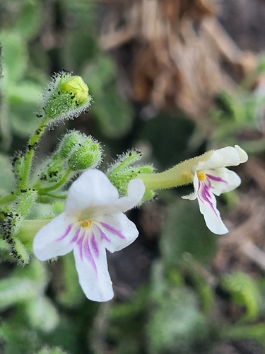 Image of Camptoloma canariense by (c) Ismael Medina Rodríguez, some rights reserved (CC BY)