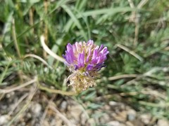 Astragalus laxmannii robustior