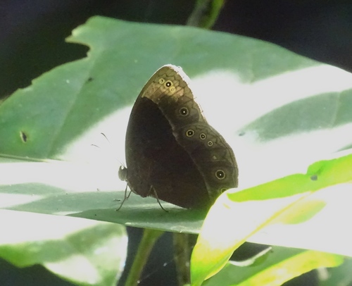 Bicyclus mollitia