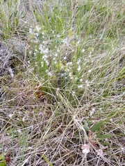 Trichophorum alpinum