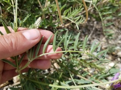 Astragalus laxmannii robustior