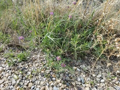 Astragalus laxmannii robustior