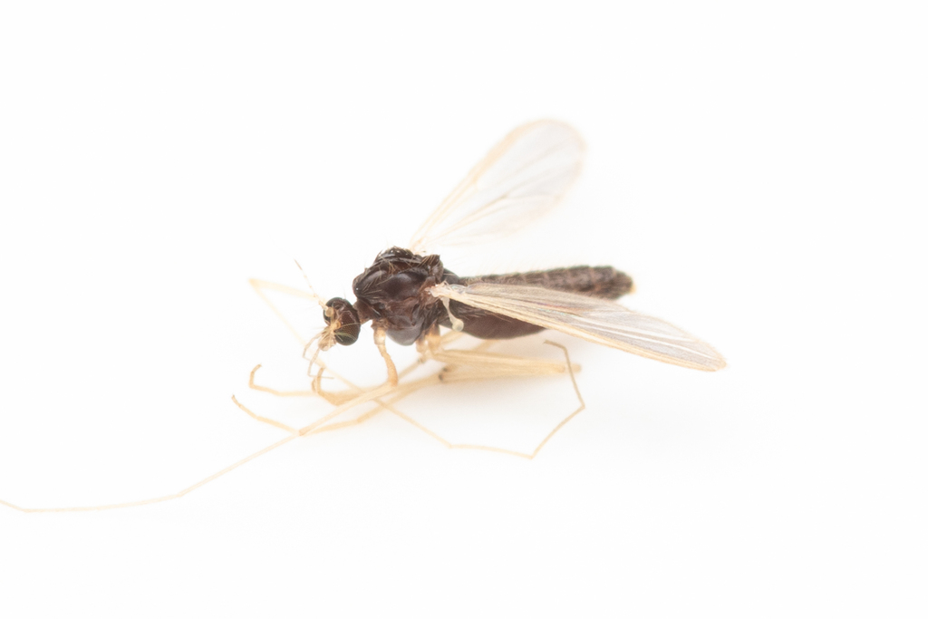 Phaenopsectra flavipes