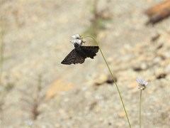 Erynnis propertius