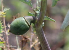 Datura ceratocaula