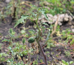 Datura ceratocaula