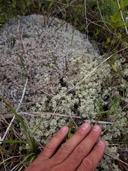 Cladonia arbuscula mitis