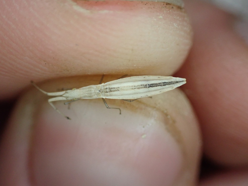 Prionotylus brevicornis