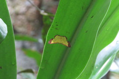 Corymica latimarginata