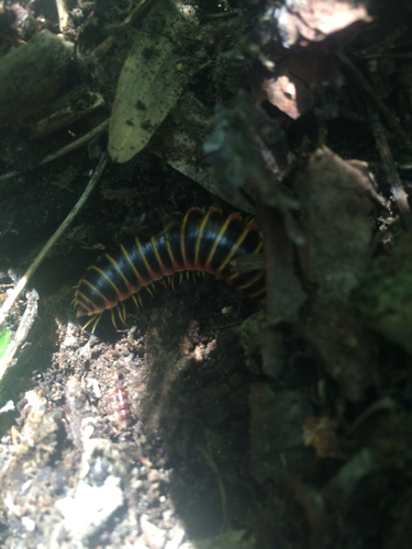 Apheloria virginiensis