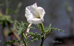Datura ceratocaula