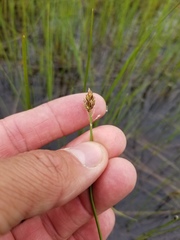 Carex chordorrhiza