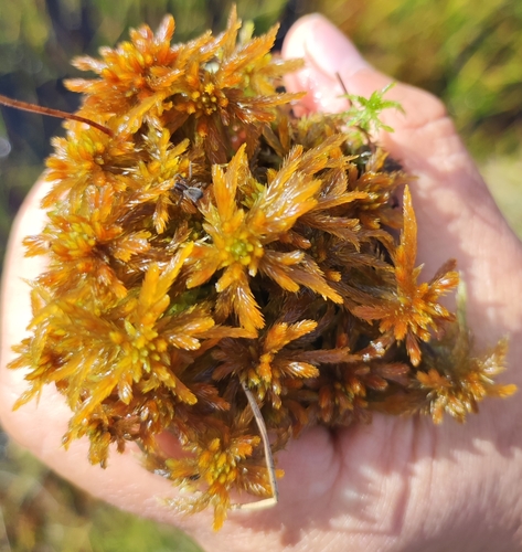 Jensen's Sphagnum (Sphagnum jensenii)