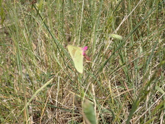 Colias aurorina
