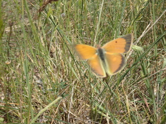 Colias aurorina