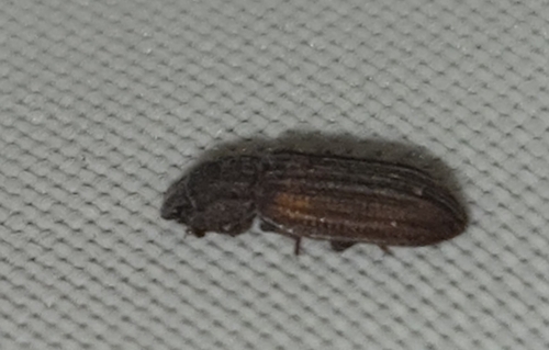 Bitoma gracilis