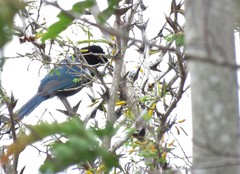 Cyanocorax melanocyaneus