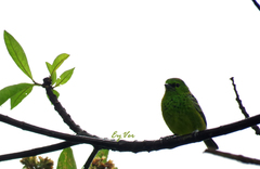 Ixothraupis xanthogastra