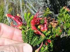 Erica discolor