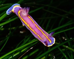 Felimida macfarlandi