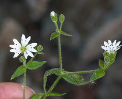 Pseudostellaria
