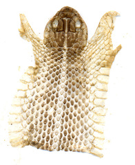 Orientocoluber spinalis