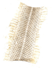 Orientocoluber spinalis