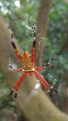Argiope ocula