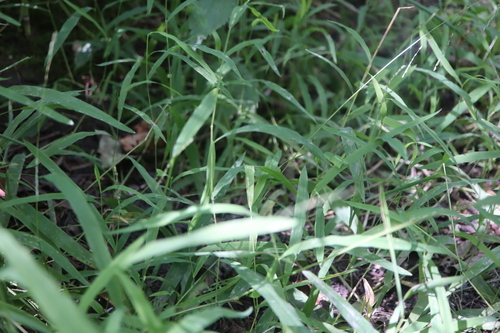 Image of Leersia virginica by (c) Henry "Nick" Robertson, some rights reserved (CC BY-SA)