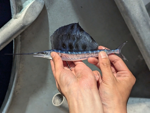 Foto de Pez vela atlántico (Istiophorus albicans)