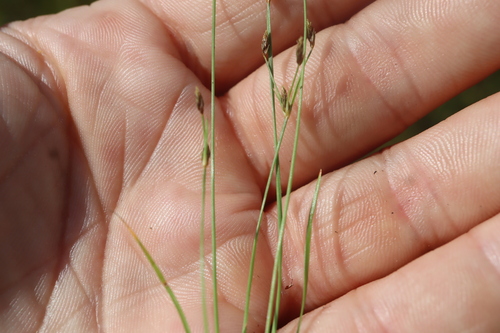 Image of Fimbristylis autumnalis by (c) Henry "Nick" Robertson, some rights reserved (CC BY-SA)