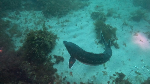 American Atlantic sturgeon (Acipenser oxyrinchus) — Acipenseridae — 2