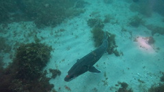 Atlantic Sturgeon photo 5