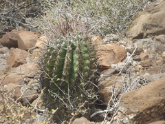 Ferocactus emoryi rectispinus