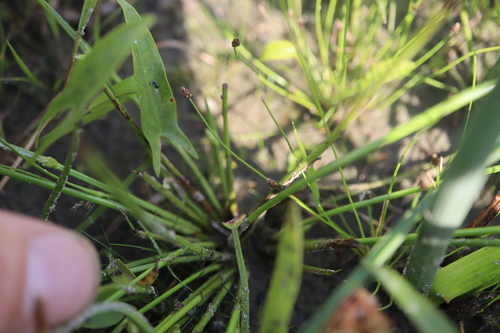 Image of Schoenoplectiella purshiana by (c) Henry "Nick" Robertson, some rights reserved (CC BY-SA)