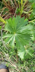 Sidalcea hendersonii