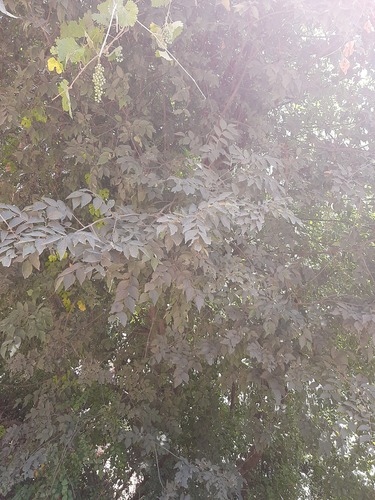 Caucasian Hackberry (Celtis caucasica)
